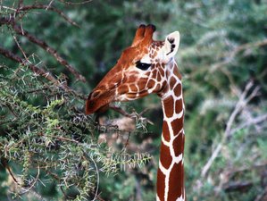 4 Day Samburu, Buffalo Springs, and Ol Pejeta Safari in Kenya