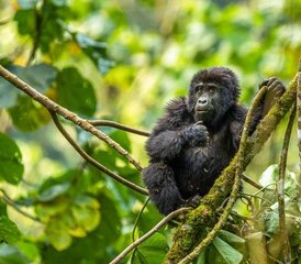 610-Daagse Gorilla- en Chimpansee Safari Trekking Tour met Bootcruises in Oeganda - Photo 1