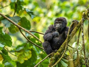 10 Tage Gorilla- und Schimpansen-Safari-Trekking-Tour mit Bootsfahrten in Uganda