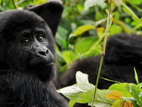 Bwindi Impenetrable National Park