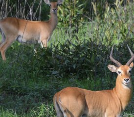 10-Daagse Geschiedenis-, Erfgoed- en Wildlife-safari in Noord-, Midden- en Zuid-Ghana - Photo 5