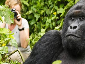 3-Daagse Gorilla Wandelsafari in de Noordelijke Provincie van Rwanda
