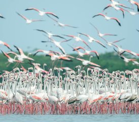 117 días de safari de la Gran Migración en Tanzania en Tarangire, Serengeti y el cráter del Ngorongoro - Photo 1