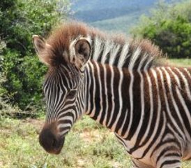 4 Day Awesome Kruger National Park Safari Including Panorama Route in South Africa - Photo 5