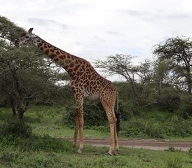 4 Tage Komfortable Mittelklasse-Safari in Tansania - Photo 4