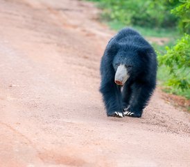 9 Day Sri Lanka Wildlife Viewing Tour - Photo 2