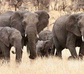 4 Tage Gruppen-Camping-Safari im Lake-Manyara-Nationalpark, Tarangire-Nationalpark und Ngorongoro-Krater in Tansani - Photo 4