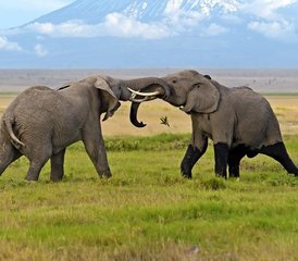 4 jours safari au parc national d’Amboseli, Kenya - Photo 4