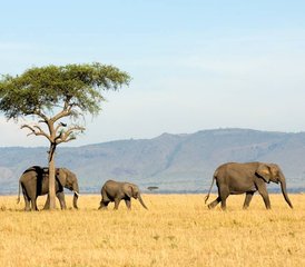 18 jours en stage de safari partagé en Tanzanie et vacances à la plage à Zanzibar - Photo 1
