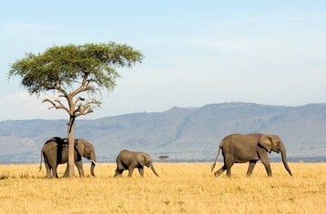 8 días de safari compartido en Tanzania y vacaciones de playa en Zanzíbar
