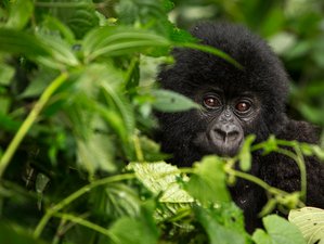 2 Day Gorilla Trek in Uganda From Rwanda