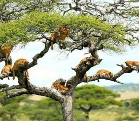 6 jours en stage de safari en Tanzanie dans les parcs nationaux de Lake Manyara, Tarangire, Ngorongoro et Serengeti - Photo 2