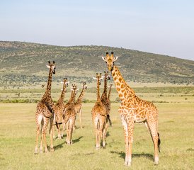 107 Day Affordable Wildlife Adventure Safari in Kenya  - Photo 1