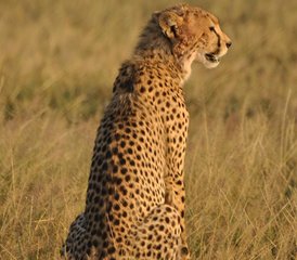 4 Day Masai Mara Private Midrange Safari in Kenya - Photo 2