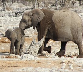 46 Tage Dünen- und Wildtiersafari: Etosha, Skelettküste und Sossusvlei in Namibia - Photo 1