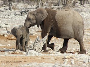 6 Tage Dünen- und Wildtiersafari: Etosha, Skelettküste und Sossusvlei in Namibia