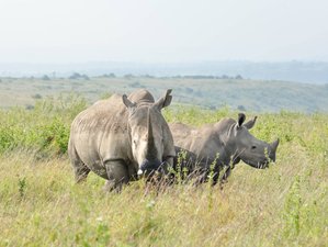 5 Day Journey Through Kenya Group Joining Safari at Mara, Nakuru, and Naivasha