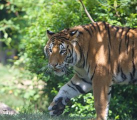 37 jours en stage de safari animalier dans le parc national de Shuklaphanta, Népal - Photo 1