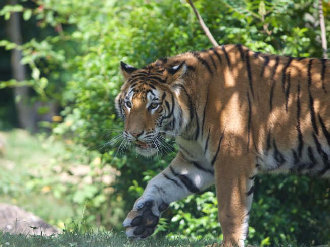 Bengal Tiger - Timbavati Wildlife Park