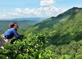 Luang Namtha Retreats und Reisen