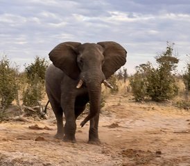 4 jours safari découverte aux chutes Victoria et au parc national de Hwange avec Chobe, Zimbabwe et Botswana - Photo 3