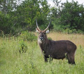 3 Tage Budget-Gruppensafari im Serengeti-Nationalpark und am Ngorongoro-Krater, Tansania - Photo 5