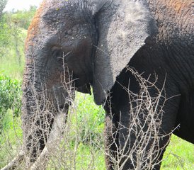 4 jours safari de luxe au parc national Kruger et sur la route Panorama, Afrique du Sud - Photo 3