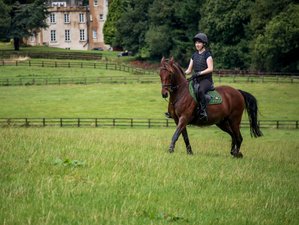 7-Daagse Luxe Paardrijvakantie met Culturele en Culinaire Ervaringen in Wicklow, Ierland