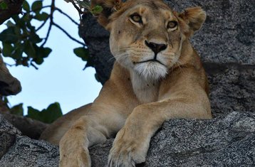 7 Tage Klassische Big Five Safari in Tansania mit Nachhaltigem Reiseansatz