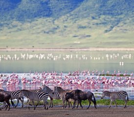 7-Daagse Budget Kampeersafari in Tanzania: Tarangire, Manyara, Serengeti en Ngorongoro - Photo 3