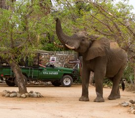 93 Tage klassische Big Five Safari im Balule Naturreservat und Kruger Nationalpark, Südafrika - Photo 1