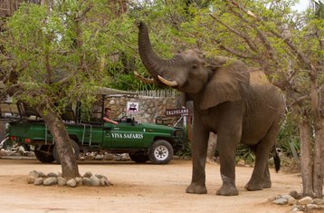 3 días de safari clásico de los Cinco Grandes en la Reserva Natural de Balule y el Parque Nacional Kruger, Sudáfrica