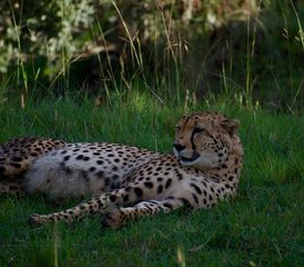 3 jours safari en lodge de catégorie intermédiaire au Maasai Mara, Kenya - Photo 5