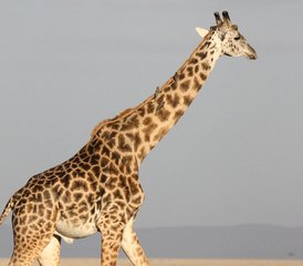 74 jours safari privé en Tanzanie dans le Serengeti et le cratère du Ngorongoro, Tanzanie - Photo 1