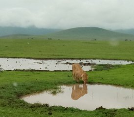 3 Tage Gruppen-Camping-Safari im Tarangire Nationalpark, Ngorongoro Krater und Lake Manyara - Photo 5