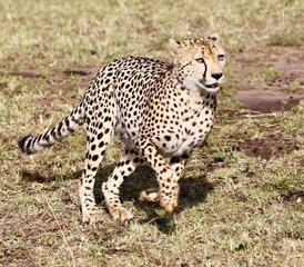 3 jours safari camping privé tout compris sur le circuit nord de la Tanzanie, Tanzanie - Photo 4
