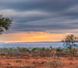 5-Daagse Luxe Safari Om De ‘big Five’ Te Ontdekken in Het Kruger National Park, Zuid-Afrika - Photo 2