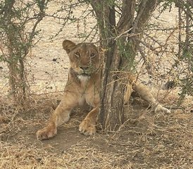 6 Tage Tansania-Safari im Mikumi-Nationalpark und Ruaha-Nationalpark - Photo 5