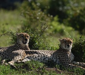 10 Tage Kombi-Budget-Safari in Kenia und Tansania - Photo 5