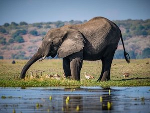9 Day Well-being and Safari Retreat with Kerry and Nikki in Kavimba, Botswana