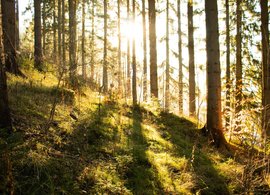 Styria Retreats & Trips