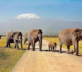 3-Daagse Luxe Avontuurlijke Safari in Amboseli National Park, Kenia - Photo 3