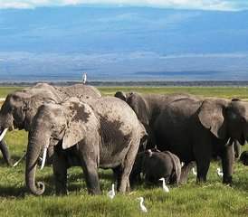3 jours safari en Tanzanie au parc national du Serengeti, Tanzanie - Photo 2