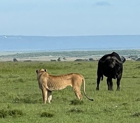 3 jours safari mémorable au Kenya dans le parc national d’Amboseli - Photo 4