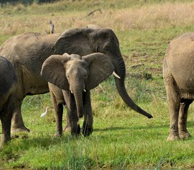 3 jours en stage de safari animalier à Murchison Falls et au sanctuaire des rhinocéros de Ziwa, Ouganda - Photo 2