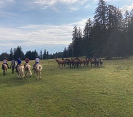 2 Tage Reitausflug mit Übernachtung in einer Mongolischen Jurte in Schwarzenbach, Schweiz - Photo 4