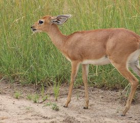 10 Tage Beste Kenia-Lodge-Safari | Big Five Wildtiere in Amboseli, Aberdare, Lake Nakuru, Lake Naiva, Kenia - Photo 5