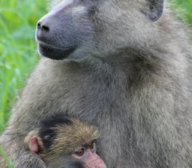 3 jours de safari économique dans le Masai Mara, Kenya - Photo 3