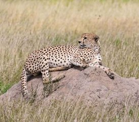 103 Tage Flug-Lodge-Safari (Hin- und Rückflug) zum Serengeti-Nationalpark und zum Ngorongoro-Krater in Tansania - Photo 1