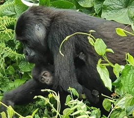 2 días de safari de trekking con gorilas en Uganda en el Parque Nacional Impenetrable de Bwindi - Photo 2